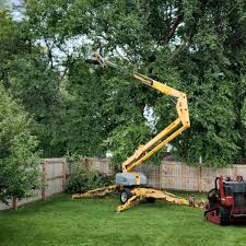 How Our Tree Care Process Works  in  Beale Af, CA