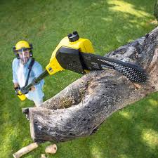 Best Stump Grinding and Removal  in Beale Af, CA
