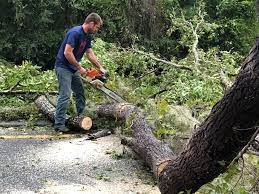 Best Root Management and Removal  in Beale Af, CA