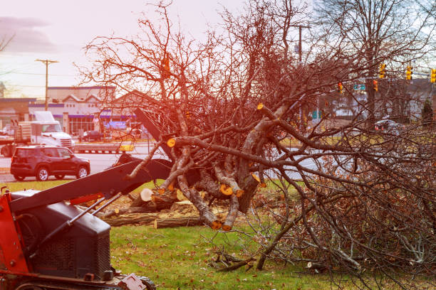 Best Arborist Consultation Services  in Beale Af, CA