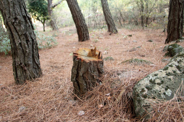 Best Hazardous Tree Removal  in Beale Af, CA