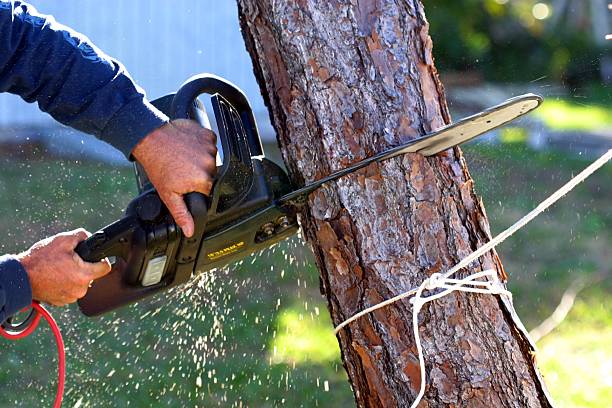 Best Storm Damage Tree Cleanup  in Beale Af, CA