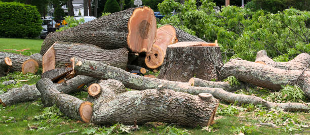 Reliable Beale Af, CA Tree Care Solutions
