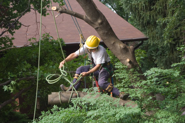 Best Fruit Tree Pruning  in Beale Af, CA