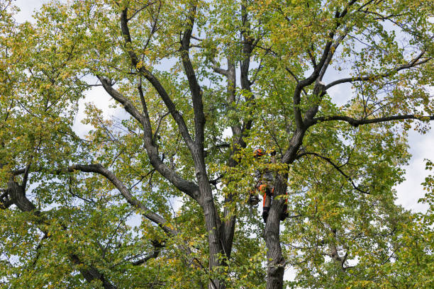 Best Leaf Removal  in Beale Af, CA