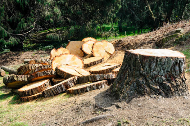 Best Tree Preservation Services  in Beale Af, CA